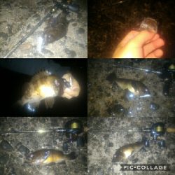 やってきましたメバル＆ガシラポンポン2018